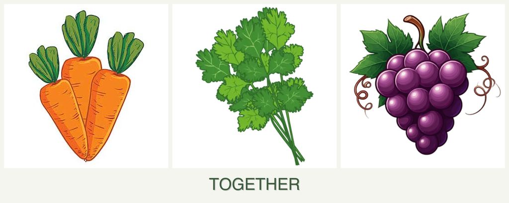 Can you plant carrots, cilantro and grapes together?