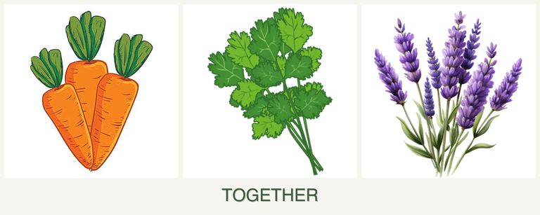 Can you plant carrots, cilantro and lavender together?