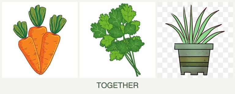Can you plant carrots, cilantro and lemongrass together?