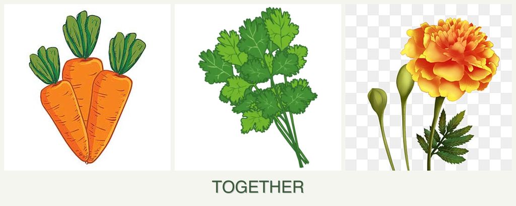 Can you plant carrots, cilantro and marigolds together?