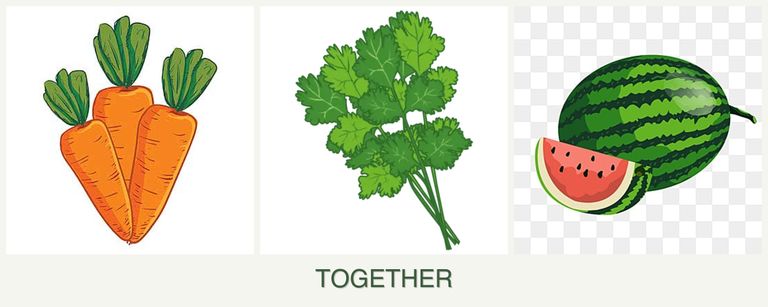 Can you plant carrots, cilantro and melons together?