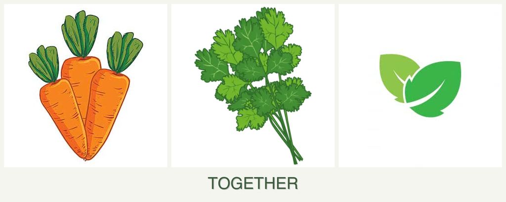 Can you plant carrots, cilantro and mint together?