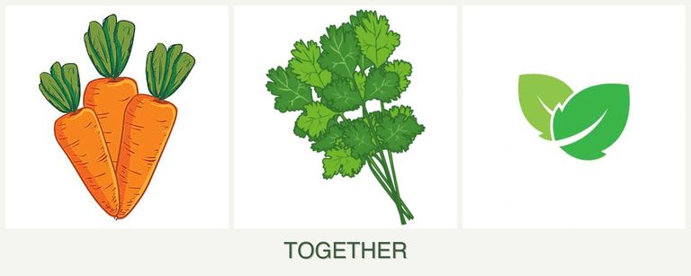 Can you plant carrots, cilantro and mint together?