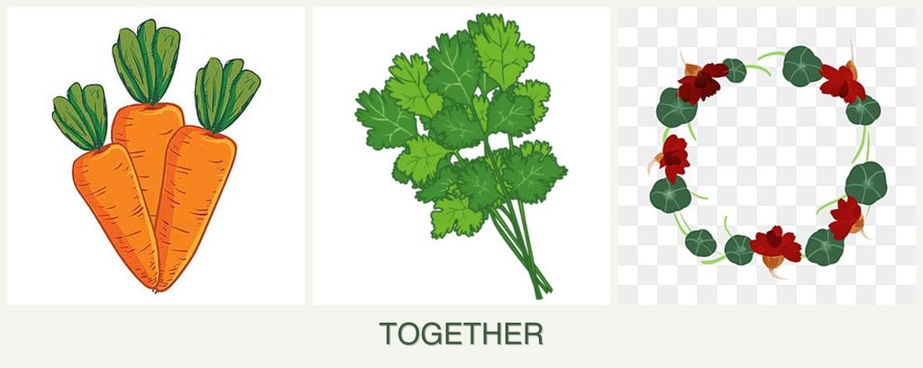 Can you plant carrots, cilantro and nasturtiums together?