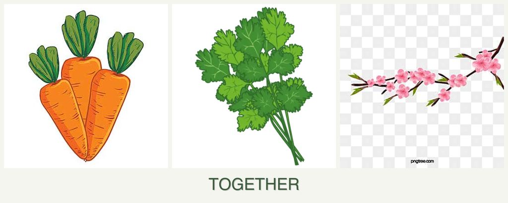 Can you plant carrots, cilantro and peaches together?