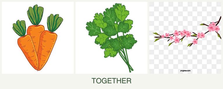 Can you plant carrots, cilantro and peaches together?