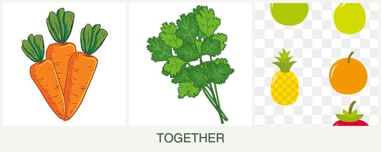 Can you plant carrots, cilantro and pears together?