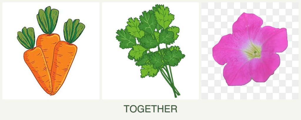 Can you plant carrots, cilantro and petunias together?