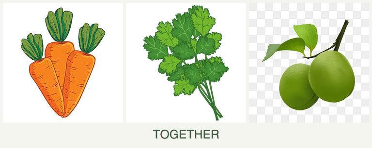 Can you plant carrots, cilantro and plums together?