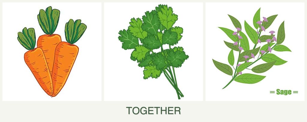 Can you plant carrots, cilantro and sage together?