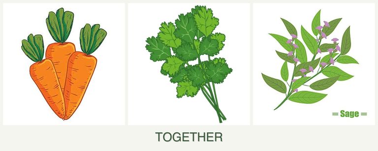 Can you plant carrots, cilantro and sage together?