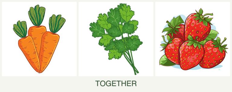 Can you plant carrots, cilantro and strawberries together?