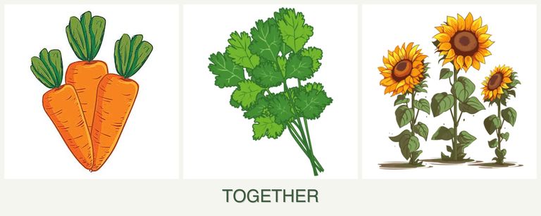 Can you plant carrots, cilantro and sunflowers together?