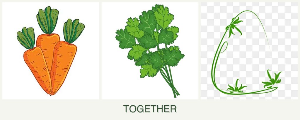 Can you plant carrots, cilantro and tarragon together?