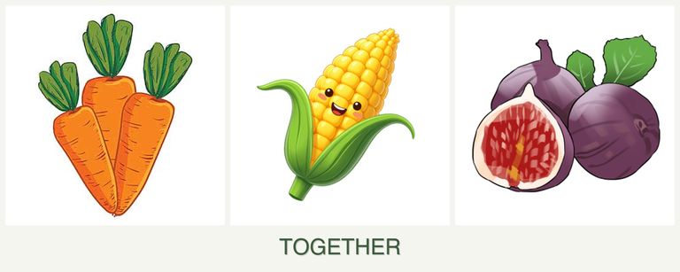 Can you plant carrots, corn and figs together?