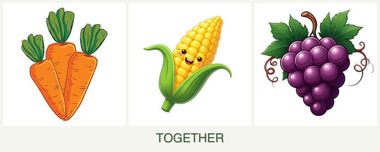 Can you plant carrots, corn and grapes together?