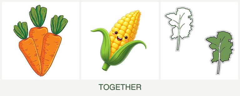 Can you plant carrots, corn and kale together?