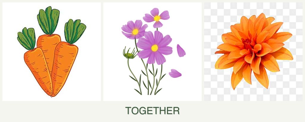 Can you plant carrots, cosmos and dahlias together?