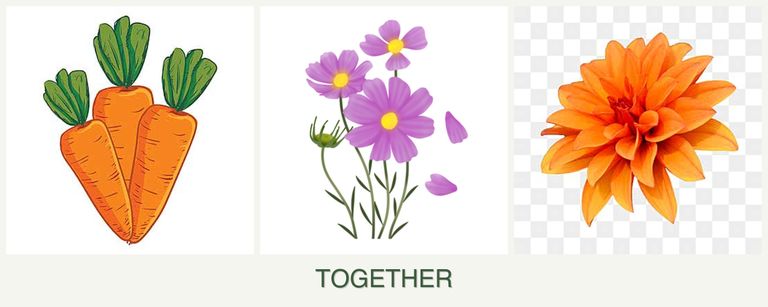 Can you plant carrots, cosmos and dahlias together?