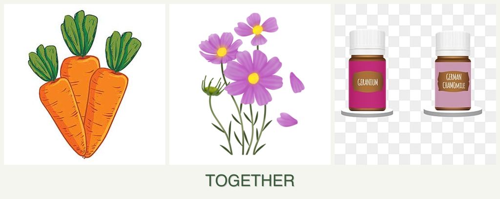 Can you plant carrots, cosmos and geraniums together?