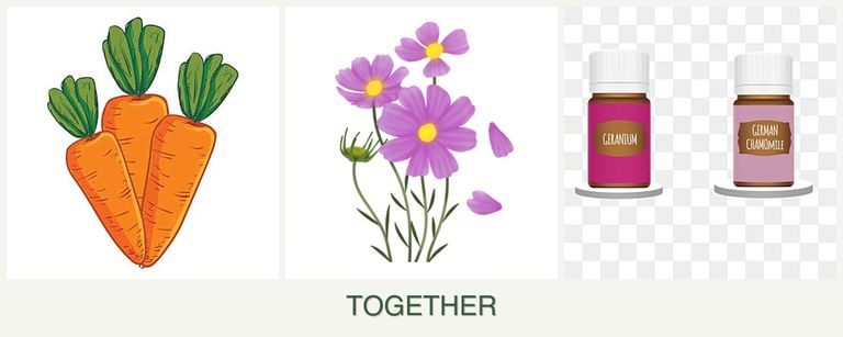 Can you plant carrots, cosmos and geraniums together?