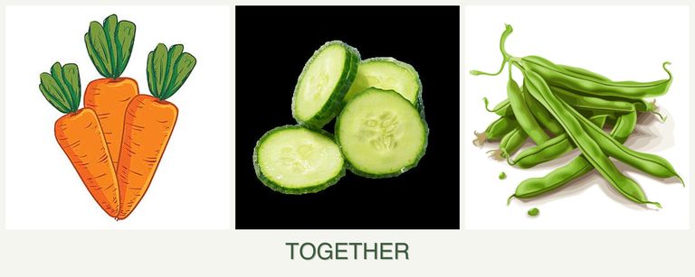 Can you plant carrots, cucumbers and beans together?