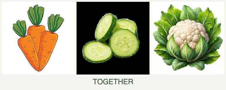 Can you plant carrots, cucumbers and cauliflower together?