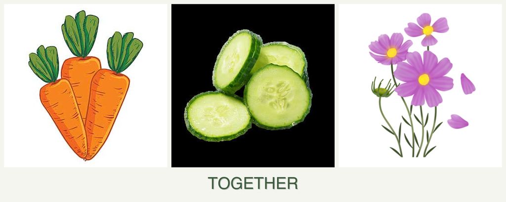 Can you plant carrots, cucumbers and cosmos together?