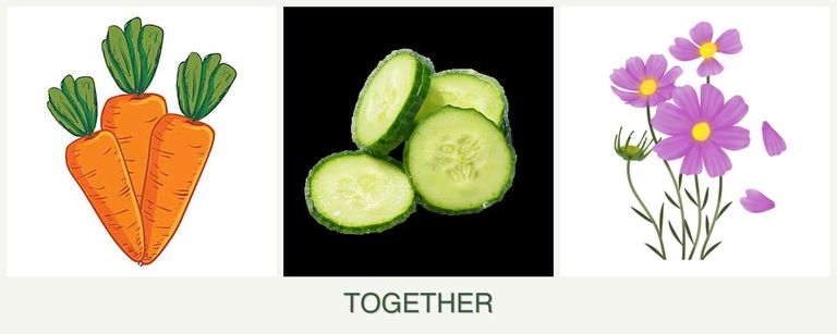Can you plant carrots, cucumbers and cosmos together?