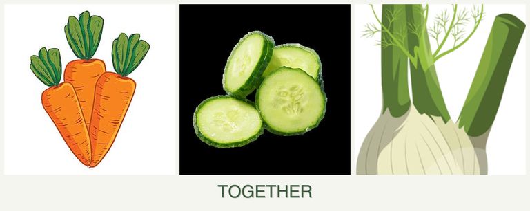 Can you plant carrots, cucumbers and fennel together?
