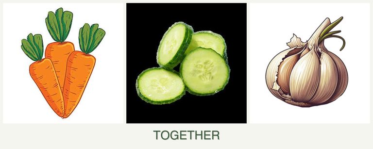 Can you plant carrots, cucumbers and garlic together?