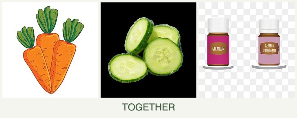 Can you plant carrots, cucumbers and geraniums together?