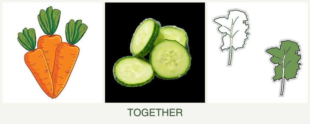 Can you plant carrots, cucumbers and kale together?