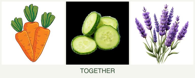 Can you plant carrots, cucumbers and lavender together?