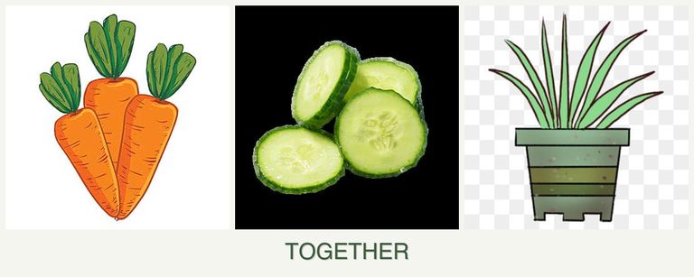 Can you plant carrots, cucumbers and lemongrass together?
