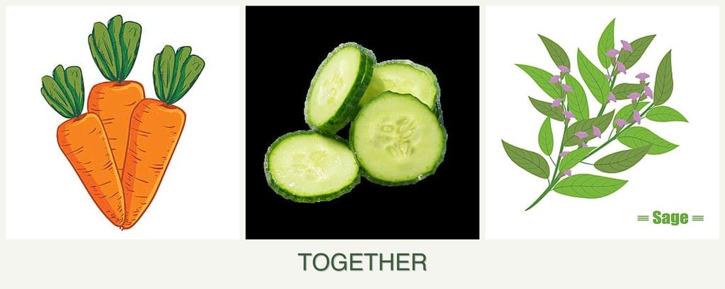 Can you plant carrots, cucumbers and sage together?