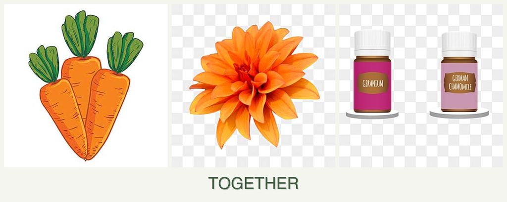 Can you plant carrots, dahlias and geraniums together?