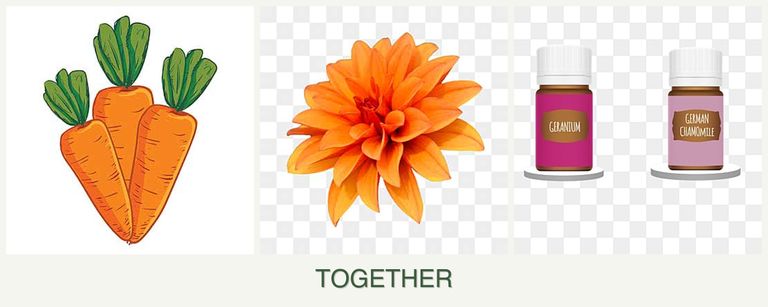 Can you plant carrots, dahlias and geraniums together?