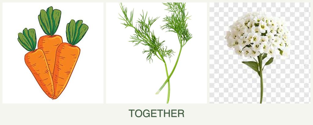 Can you plant carrots, dill and alyssum together?
