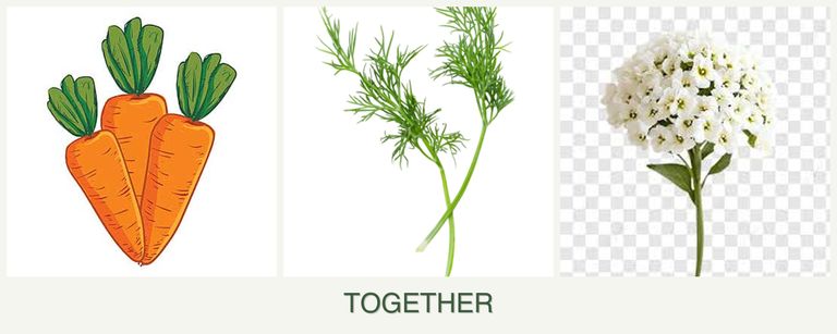 Can you plant carrots, dill and alyssum together?