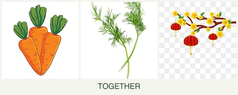 Can you plant carrots, dill and apricots together?