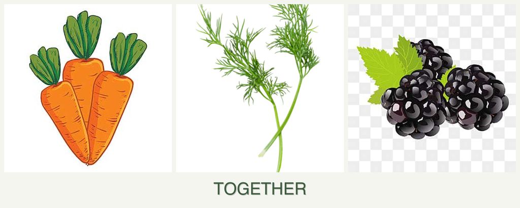 Can you plant carrots, dill and blackberries together?