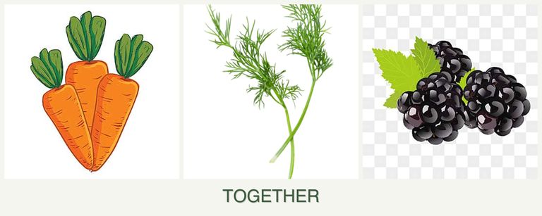Can you plant carrots, dill and blackberries together?