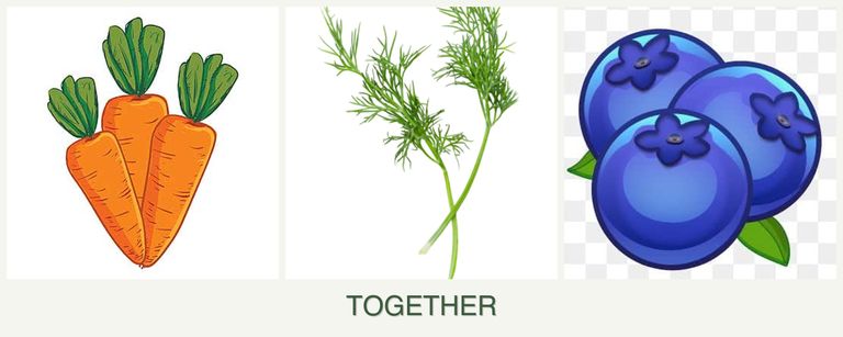 Can you plant carrots, dill and blueberries together?