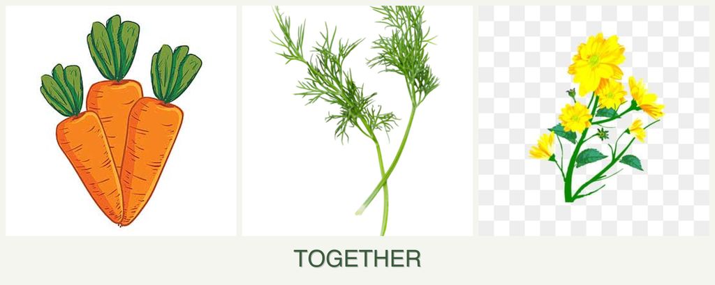 Can you plant carrots, dill and calendula together?