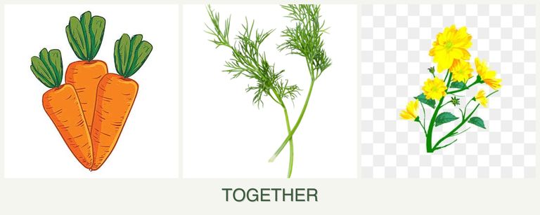 Can you plant carrots, dill and calendula together?