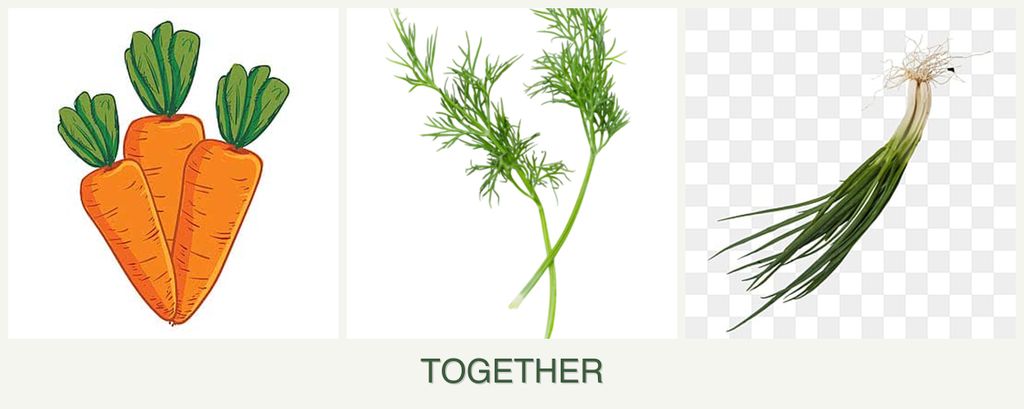 Can you plant carrots, dill and chives together?