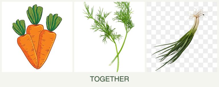 Can you plant carrots, dill and chives together?