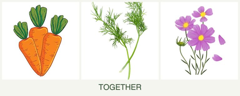Can you plant carrots, dill and cosmos together?