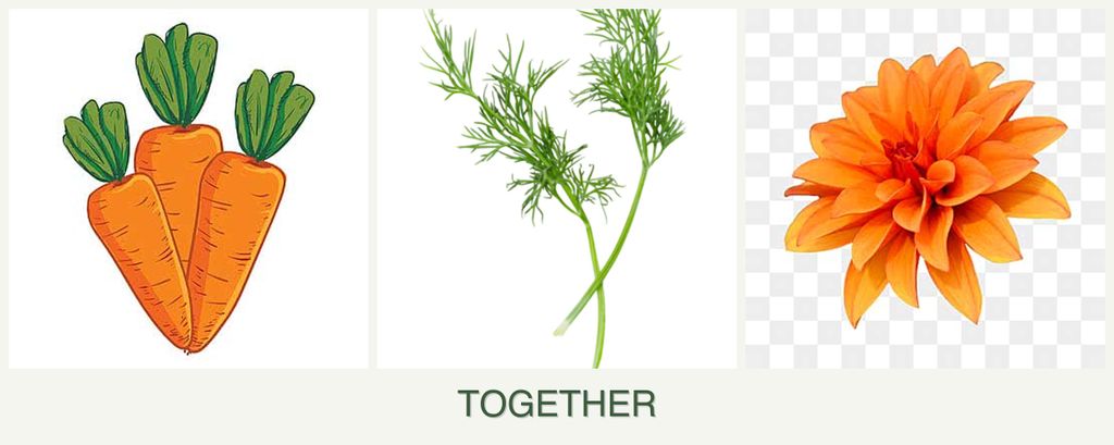 Can you plant carrots, dill and dahlias together?